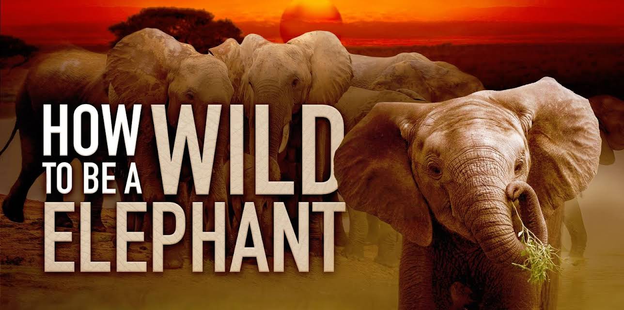 How to Be a Wild Elephant (2026)