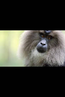 01:05: Wild India: Reinos montañosos | Nat Geo Wild | 3/29 2026