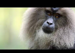 Wild India: Reinos montañosos