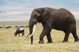 Blood Ivory: Red Tape