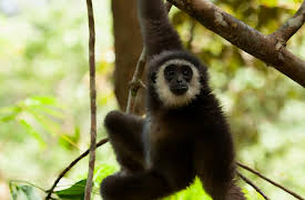 Primates, Season 1: Family Matters