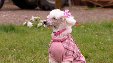 6:30 PM: Treubh an Tuathanais (Big Barn Farm) (S2) | BBC Alba | 2/4 2026