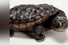 Fundamentals of Photography: Advanced Topics--Macro Photography