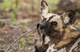 Eden: Untamed Planet: Luangwa: The Emerald Valley