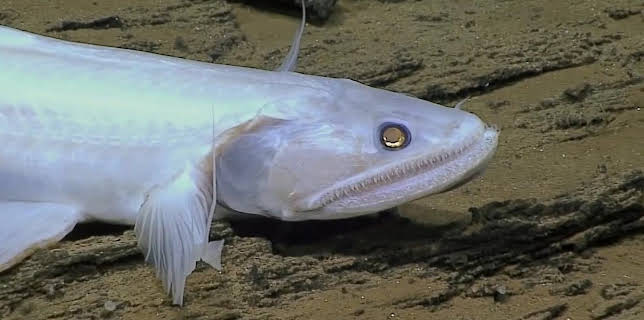 11:55: Verborgen im Eis: Geheimnisse aus der Vergangenheit | Kabel Eins Doku | 1/11 2026