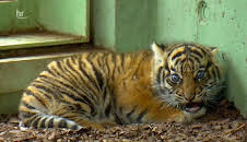 Giraffe, Erdmännchen & Co. (208)