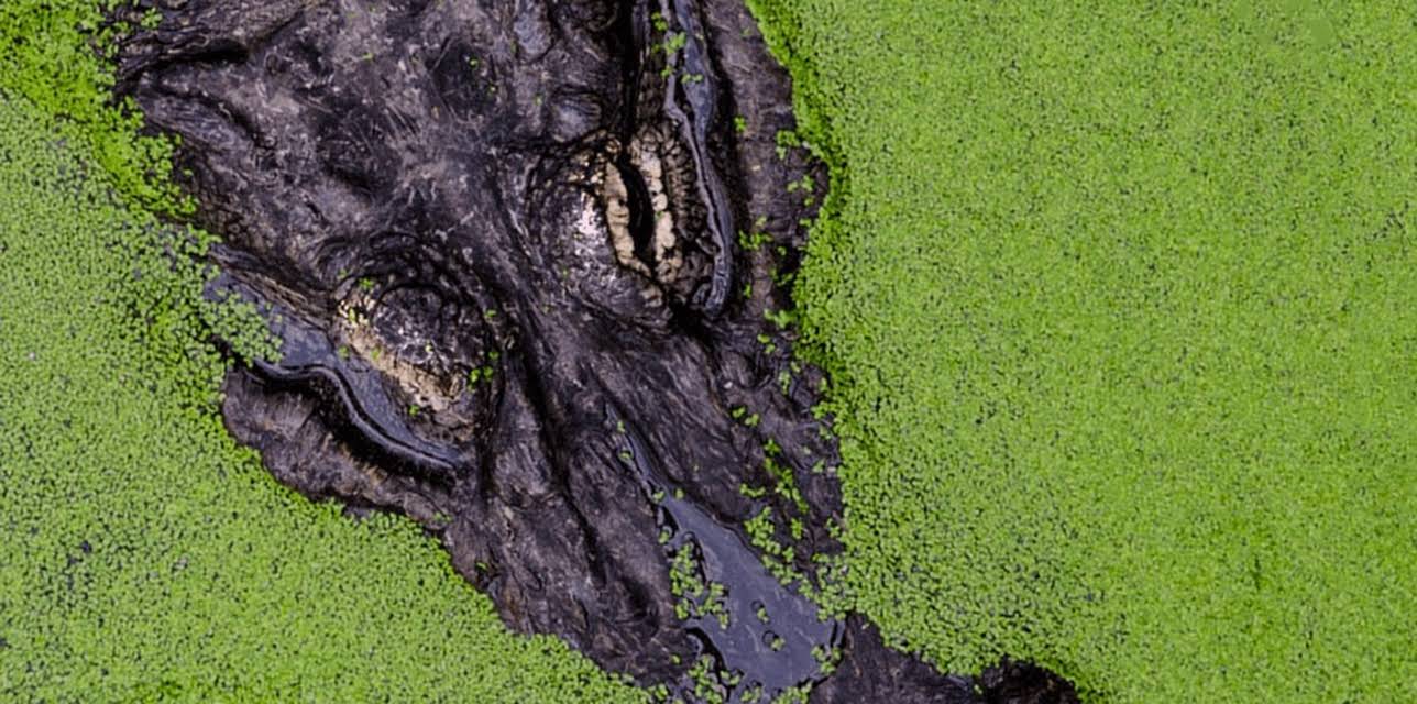 Life in the Reeds Where the Hunter Becomes the Hunted (2014)