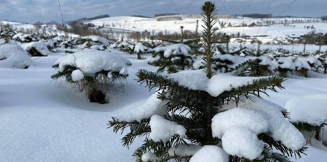 18:21: Tierische Weihnachten | Arte | 12/10 2025