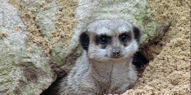 14:25: Elefant, Tiger & Co. (216) | MDR Fernsehen | 12/15 2025