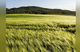 Meteorology: An Introduction to the Wonders of the Weather: Whence and Whither the Wind, Part 2