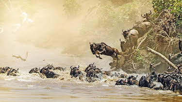 3:30 PM: Serengeti (S2) | BBC Two | 8/24 2026