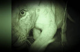 Night Season 1: Lions