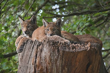 12:10: Wildnis Europa: Der Luchs | 3SAT | 4/26 2026
