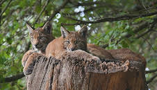 Wildnis Europa: Der Luchs