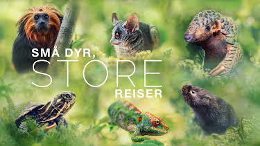 12:30: Små dyr, store reiser: Finne heim | NRK 2 | 5/20 2026