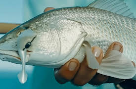 The Captain's Log With Capt. Jonathan Moss, Season 2: Fiesta in Flamingo