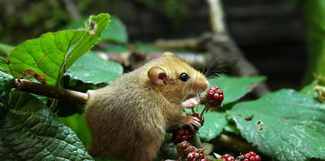 11:50: Abenteuer Wildnis | BR Fernsehen | 11/3 2025
