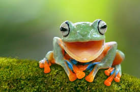 Absurd Planet: H2 wOah