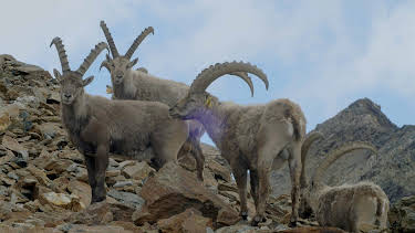 10:16: Unsere wilde Schweiz: Das Oberengadin | 3SAT | 4/22 2026