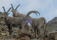 Unsere wilde Schweiz: Das Oberengadin