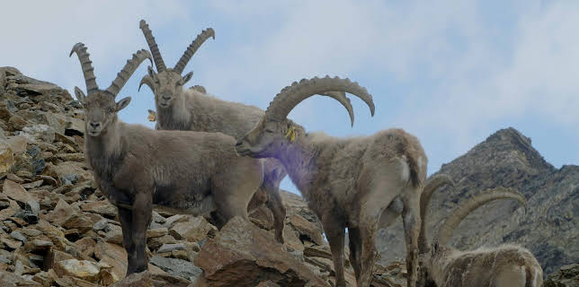 15:05: Unsere wilde Schweiz: Das Oberengadin | 3SAT | 1/22 2026