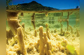 The National Geographic Guide to Landscape and Wildlife Photography: Above- and Below-Surface Waterscapes