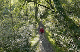 The Secret Life of Trees: Old Age