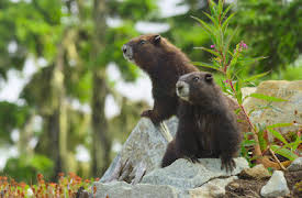 Havsvargarnas ö: Summer