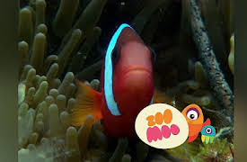 Growing Up: Clownfish Fanning Eggs
