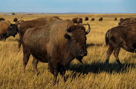 Dynamic Planet, Season 1: Earth