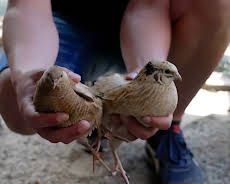 Die Nordreportage: Piepshow bei den Kleins