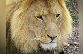 Wildlife Icons: Africa's Big Five