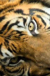 12:29: The Irwins: El corazón de Terri se conmueve | Discovery Max | 4/5 2026