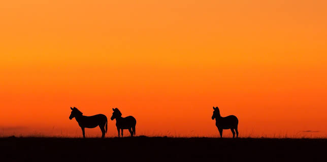02:38: Nature's Strangest Mysteries: Solved (S1 E23) (S1) | Animal Planet | 1/3 2026