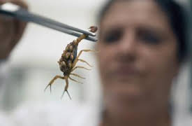 72 Dangerous Animals: Latin America: Stealth Hunters