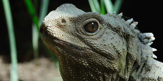 08:40: Neuseeland - Rivalen der Urzeit | ZDFinfo | 11/5 2025