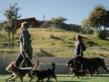 16:35: Cesar Millan: Better Human Better Dog - Bessere Menschen, bessere Hunde | Sixx | 5/17 2026