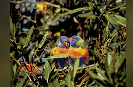 Life of Birds: The Mastery of Flight