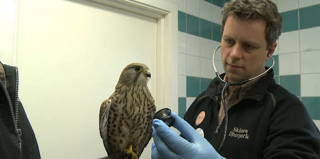 18:00: Veterinärerna | TV4 Fakta | 8/10 2025