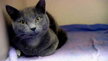 08:30: Dyrlegen i Rocky Mountain (S2 E3) (S2) | Animal Planet | 4/9 2026