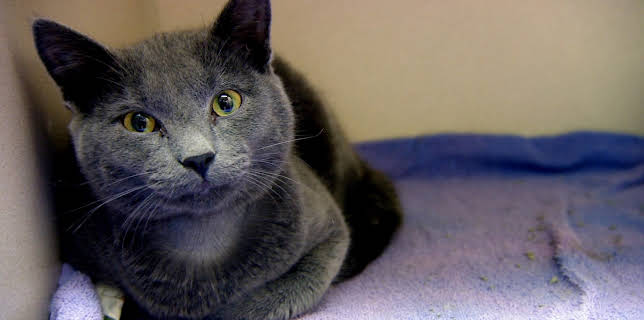 15:00: Dyrlegen i Rocky Mountain (S2 E3) (S2) | Animal Planet | 11/5 2025