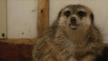 13:50: Giraffe, Erdmännchen & Co. (56) | WDR Fernsehen | 4/2 2026