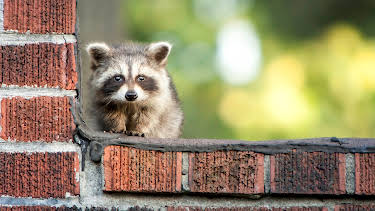 14:30: Nature's Strangest Mysteries: Solved (S1 E2) (S1) | Animal Planet | 4/29 2026