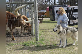 Our Wild Life Season 1: Love Triangle