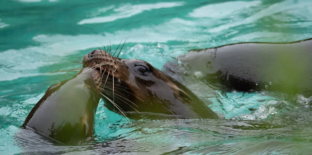 20:00: The Zoo (S3 E1) (S3) | Animal Planet | 1/17 2026