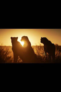 21:00: Nuestro planeta (One Strange Rock): Alienígena | National Geographic | 3/4 2026