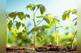 Biochemistry and Molecular Biology: How Life Works: How Plants Make Carbs and Other Metabolites