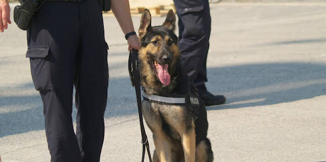 07:30: Grensevakten Spania (S4 E12) (S4) | Investigation Discovery | 11/5 2025