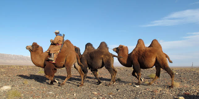 04:05: Wüstenschiffe: Von Kamelen und Menschen | 3SAT | 12/7 2025