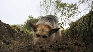 09:00: Racko - Ein Hund für alle Fälle (24) | Das Erste | 4/26 2026